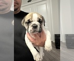 Small Photo #34 English Bulldog Puppy For Sale in WEEKI WACHEE, FL, USA