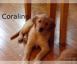 Puppy Coraline Golden Retriever