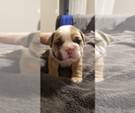 Small Photo #3 English Bulldog Puppy For Sale in COTTLEVILLE, MO, USA