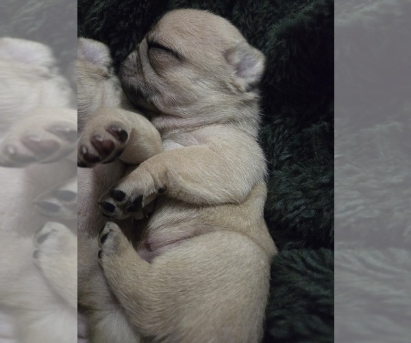 Medium Photo #9 Pug Puppy For Sale in HILLSDALE, MI, USA