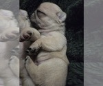 Small Photo #29 Pug Puppy For Sale in HILLSDALE, MI, USA