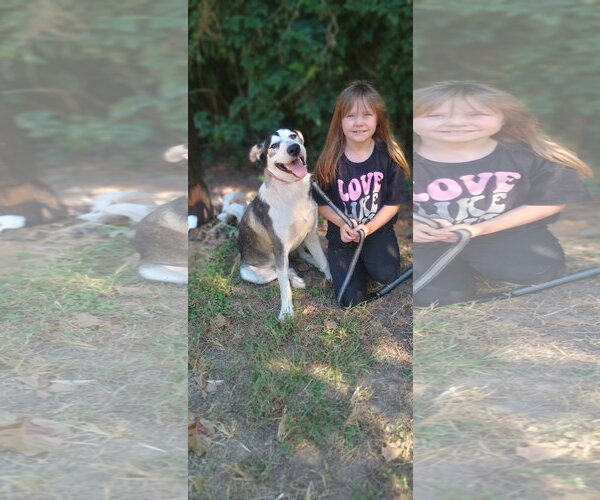 Medium Photo #5 Siberian Husky-Unknown Mix Puppy For Sale in The Woodlands, TX, USA