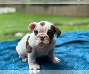 English Bulldog Puppy for sale in POWHATAN, VA, USA