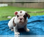 Image preview for Ad Listing. Nickname: Toffee