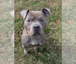 *ELIAS - Male Mutt Dog for Adoption - Small photo