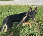 Small #6 German Shepherd Dog