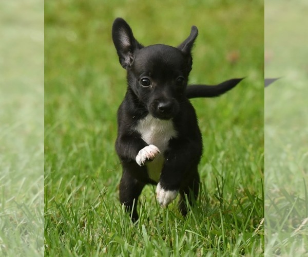 Medium Photo #3 Chihuahua-Unknown Mix Puppy For Sale in Mechanicsburg, PA, USA