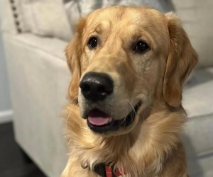 Father of the Golden Retriever puppies born on 06/23/2026