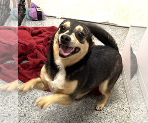 Chiweenie Dogs for adoption in Wakefield, RI, USA