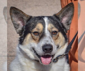 Winston - Male Collie-German Shepherd Dog Mix Dog for Adoption