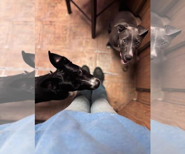 Medium Photo #6 Border Kelpie Puppy For Sale in Incline Village, NV, USA