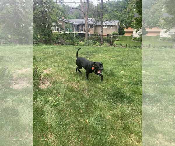 Medium Photo #11 American Staffordshire Terrier-Unknown Mix Puppy For Sale in Minneapolis, MN, USA