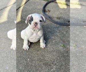 French Bulldog Puppy for sale in DEARBORN, MI, USA