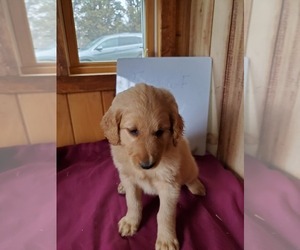 Goldendoodle Puppy for sale in FRANKLIN HEIGHTS, VA, USA