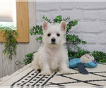 Image preview for Ad Listing. Nickname: Oscar