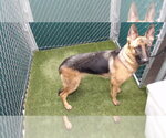 JUNO - Female German Shepherd Dog Dog for Adoption - Small photo