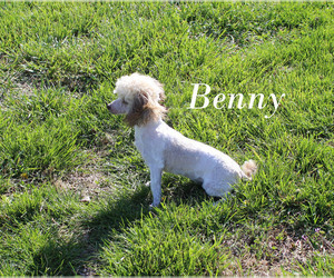 Poodle (Toy) Puppy for sale in CHANUTE, KS, USA