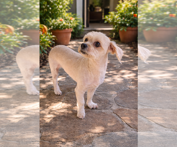 Medium Photo #3 Maltese-Unknown Mix Puppy For Sale in Phoenix, AZ, USA