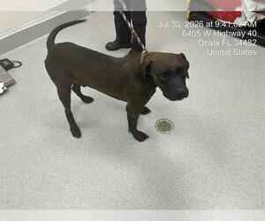 American Pit Bull Terrier Dogs for adoption in Ocala, FL, USA