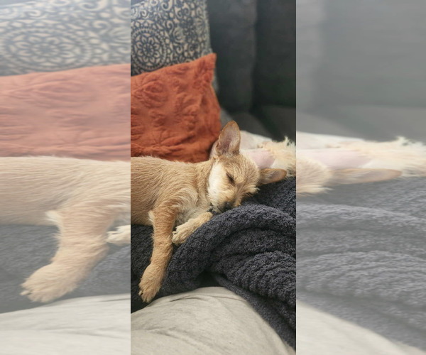 Medium Photo #3 Mutt Puppy For Sale in Visalia, CA, USA