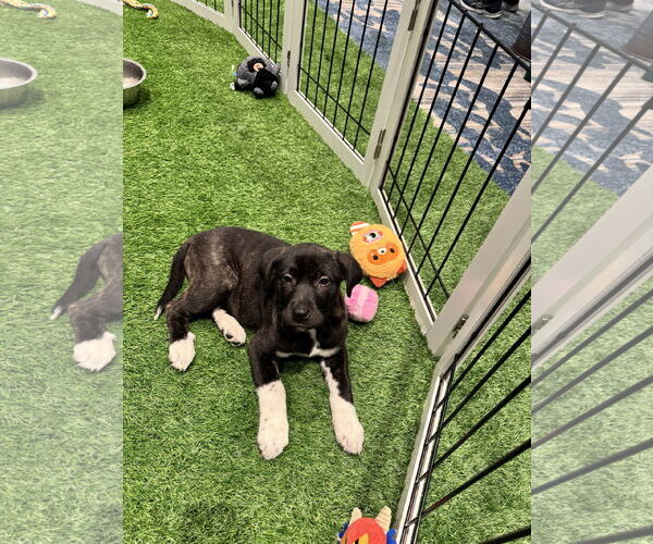 Medium Photo #5 Mutt Puppy For Sale in Sanford, FL, USA