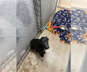 Labrador Retriever-Unknown Mix Dogs for adoption in Monte Vista, CO, USA