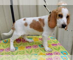 Small #1 Beagle