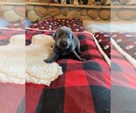 Small Photo #10 Labrador Retriever Puppy For Sale in LEASBURG, MO, USA