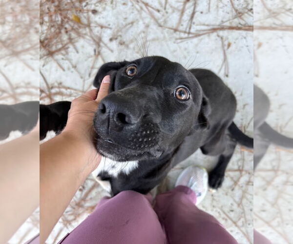 Medium Photo #1 Labrador Retriever-Unknown Mix Puppy For Sale in Oakhurst, NJ, USA