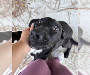 Labrador Retriever-Unknown Mix Dogs for adoption in Oakhurst, NJ, USA