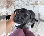 Small Labrador Retriever Mix