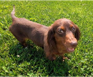 Dachshund Dogs for adoption in Shelbyville, TN, USA