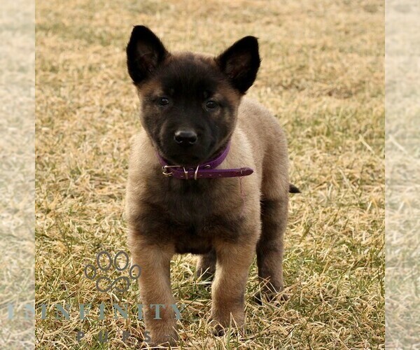 Medium Photo #2 Belgian Malinois Puppy For Sale in STRASBURG, PA, USA