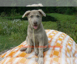 German Shepherd Dog Puppy for Sale in PIEDMONT, Missouri USA
