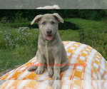 Small German Shepherd Dog