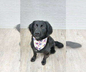 Mutt Dogs for adoption in Murfreesboro, NC, USA