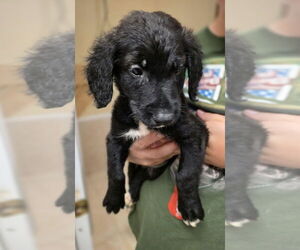 Golden Retriever-Unknown Mix Dogs for adoption in Osgood, IN, USA
