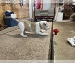 Small #19 American Bulldog