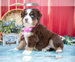 Small #1 Miniature Australian Shepherd