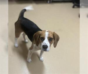 Beagle Dogs for adoption in Chula Vista, CA, USA