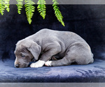 Small #10 Great Dane