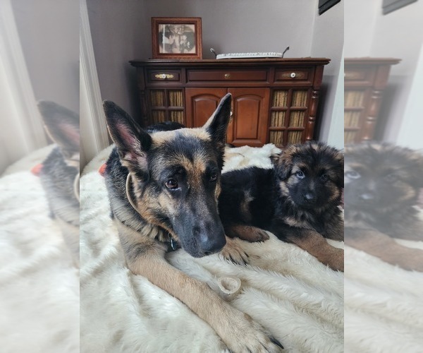 Medium Photo #2 German Shepherd Dog Puppy For Sale in BENTON, LA, USA