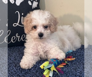 Bichon Frise-Cavachon Mix Puppy for sale in MOUNT VERNON, OH, USA