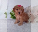 Small #5 Bichpoo