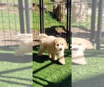 Small Photo #5 Cockapoo Puppy For Sale in PIONEER, CA, USA
