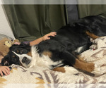 Small Photo #1 Bernese Mountain Dog Puppy For Sale in BANKS, OR, USA