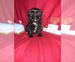 Small Photo #15 Maltese Puppy For Sale in LAPEER, MI, USA