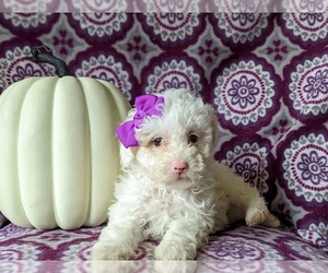 Poodle (Miniature) Puppy for sale in LANCASTER, PA, USA