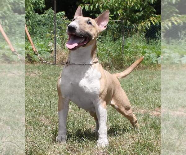 Medium Photo #1 Bull Terrier Puppy For Sale in BROOKLYN, NY, USA