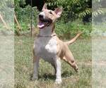 Small Photo #1 Bull Terrier Puppy For Sale in BROOKLYN, NY, USA